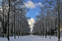 Winterliche Allee im Düsseldorfer Hofgarten